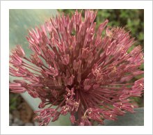 Allium nevskianum 