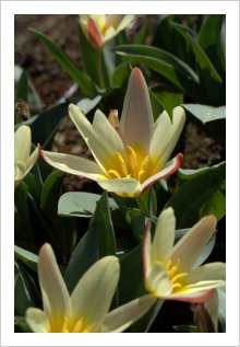 Tulipa gesneriana 'The First'
