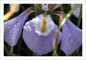 Iris unguicularis ssp cretensis