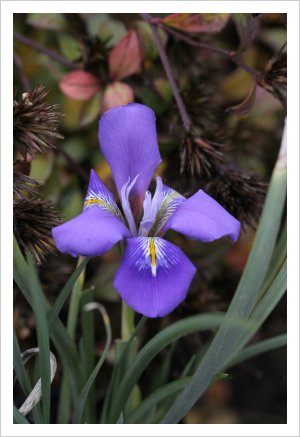 Iris cretensis 'Mia'