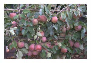 Lambley apples